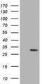 Deoxycytidine kinase antibody, CF502650, Origene, Western Blot image 