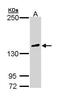 Phospholipase C Gamma 2 antibody, PA5-29277, Invitrogen Antibodies, Western Blot image 
