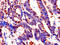 FKBP Prolyl Isomerase 6 antibody, A68278-100, Epigentek, Immunohistochemistry paraffin image 
