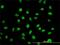Myoneurin antibody, H00055892-M01, Novus Biologicals, Immunofluorescence image 