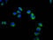 Killer Cell Lectin Like Receptor C3 antibody, LS-C680740, Lifespan Biosciences, Immunofluorescence image 