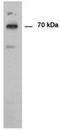 Peptidyl Arginine Deiminase 1 antibody, AP55144PU-N, Origene, Western Blot image 