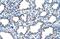 Epithelial Membrane Protein 2 antibody, PA5-42011, Invitrogen Antibodies, Immunohistochemistry frozen image 