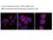 PNKD Metallo-Beta-Lactamase Domain Containing antibody, 13260-1-AP, Proteintech Group, Enzyme Linked Immunosorbent Assay image 