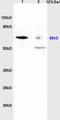 Uncharacterized protein C1orf43 antibody, orb1604, Biorbyt, Western Blot image 