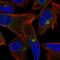 Cadherin-15 antibody, HPA009139, Atlas Antibodies, Immunofluorescence image 