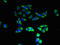 Testis anion transporter 1 antibody, LS-C397802, Lifespan Biosciences, Immunofluorescence image 
