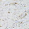 Lymphocyte-specific protein 1 antibody, 19-758, ProSci, Immunohistochemistry frozen image 