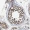Intraflagellar Transport 81 antibody, NBP1-84557, Novus Biologicals, Immunohistochemistry frozen image 