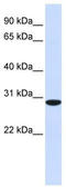 Replication protein A 30 kDa subunit antibody, TA334479, Origene, Western Blot image 