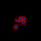 Vimentin antibody, LS-C358406, Lifespan Biosciences, Immunofluorescence image 