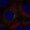 Heart Development Protein With EGF Like Domains 1 antibody, NBP2-58991, Novus Biologicals, Immunofluorescence image 