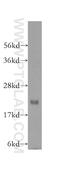 Mitochondrial Ribosomal Protein S18A antibody, 16235-1-AP, Proteintech Group, Western Blot image 