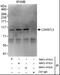 Lethal(3)malignant brain tumor-like protein 3 antibody, NBP1-47315, Novus Biologicals, Immunoprecipitation image 