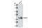 P67phox antibody, 3923S, Cell Signaling Technology, Western Blot image 
