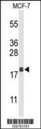 Anterior gradient protein 3 homolog antibody, 63-940, ProSci, Western Blot image 