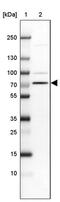 Solute Carrier Family 44 Member 3 antibody, PA5-61517, Invitrogen Antibodies, Western Blot image 