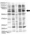 Ajuba LIM Protein antibody, GTX48743, GeneTex, Western Blot image 