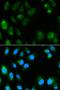 Uncoupling Protein 3 antibody, orb48572, Biorbyt, Immunofluorescence image 