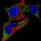 Tyrosinase antibody, HPA043241, Atlas Antibodies, Immunofluorescence image 