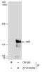 Cohesin subunit SA-2 antibody, GTX130299, GeneTex, Immunoprecipitation image 
