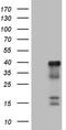 Cyclic AMP-dependent transcription factor ATF-1 antibody, CF807696, Origene, Western Blot image 