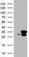 RNA Transcription, Translation And Transport Factor antibody, TA803840S, Origene, Western Blot image 
