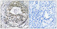 Ribosomal Protein S13 antibody, abx014093, Abbexa, Western Blot image 