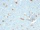 Macrophages antibody, V3066SAF-100UG, NSJ Bioreagents, Flow Cytometry image 
