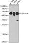 C-Type Lectin Domain Containing 11A antibody, GTX32860, GeneTex, Western Blot image 