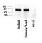 LIF Interleukin 6 Family Cytokine antibody, NBP2-27406, Novus Biologicals, Western Blot image 