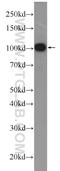 Chromosome 19 Open Reading Frame 57 antibody, 25050-1-AP, Proteintech Group, Western Blot image 