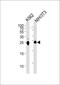 Mesoderm Development LRP Chaperone antibody, PA5-35060, Invitrogen Antibodies, Western Blot image 