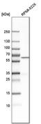 Butyrophilin Subfamily 3 Member A1 antibody, HPA012565, Atlas Antibodies, Western Blot image 