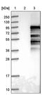 Fibrous Sheath Interacting Protein 1 antibody, PA5-59386, Invitrogen Antibodies, Western Blot image 