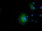 Isovaleryl-CoA dehydrogenase, mitochondrial antibody, GTX84284, GeneTex, Immunofluorescence image 
