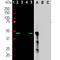Aurora A antibody, NBP2-50040, Novus Biologicals, Western Blot image 