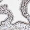 Proline Rich Mitotic Checkpoint Control Factor antibody, HPA019481, Atlas Antibodies, Immunohistochemistry frozen image 