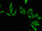 Homeobox protein engrailed-2 antibody, CSB-PA007660LA01HU, Cusabio, Immunofluorescence image 