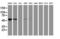 Epoxide Hydrolase 1 antibody, LS-C175275, Lifespan Biosciences, Western Blot image 