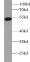 WT1 Associated Protein antibody, FNab09529, FineTest, Western Blot image 