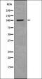 RB Binding Protein 8, Endonuclease antibody, orb335762, Biorbyt, Western Blot image 