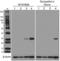 Linker For Activation Of T Cells Family Member 2 antibody, 699002, BioLegend, Western Blot image 