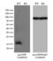 Peptidylprolyl Isomerase F antibody, LS-C794685, Lifespan Biosciences, Western Blot image 