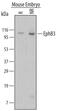 EPH Receptor B3 antibody, MAB432, R&D Systems, Western Blot image 