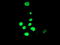 Homeobox C11 antibody, TA502575, Origene, Immunofluorescence image 