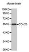Cadherin Related 23 antibody, orb136976, Biorbyt, Western Blot image 