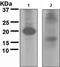 Autophagy Related 12 antibody, GTX62935, GeneTex, Western Blot image 