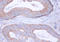 Cytochrome b-c1 complex subunit Rieske, mitochondrial antibody, A51821-100, Epigentek, Immunohistochemistry paraffin image 