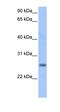 LOC730950 antibody, orb325619, Biorbyt, Western Blot image 